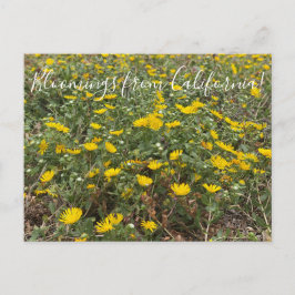 Blooming från Kalifornien: Pacific Gumweed Vykort