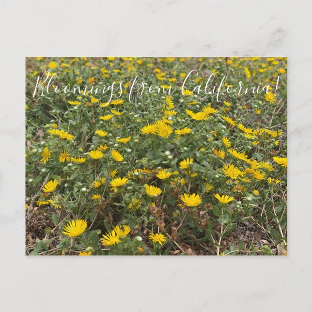Blooming från Kalifornien: Pacific Gumweed Vykort (Framsida)
