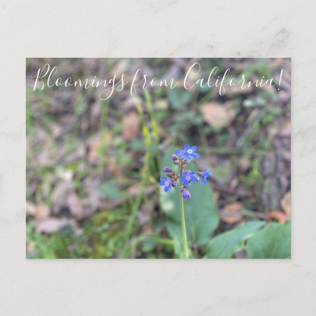 Blooming från Kalifornien: Pacific Hound's Tunga Vykort (Framsida)