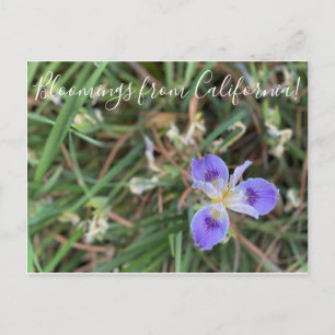 Blooming från Kalifornien: Pacific Iris Sea Gal Vykort