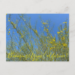 Blooming från Kalifornien: Palo Verde Vykort