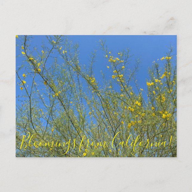 Blooming från Kalifornien: Palo Verde Vykort (Framsida)