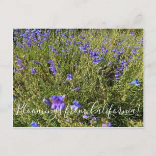 Blooming från Kalifornien: Penstemon Margarita BOP Vykort