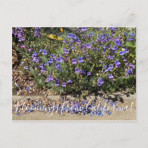 Blooming från Kalifornien: Penstemon Margarita BOP Vykort