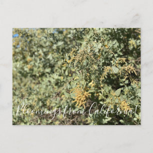 Blooming från Kalifornien: Quail Bush Postcard Vykort