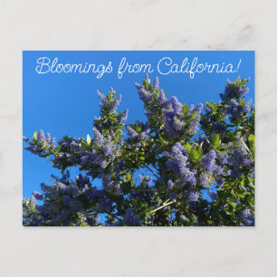 Blooming från Kalifornien: Ray Hartman Ceanothus Vykort