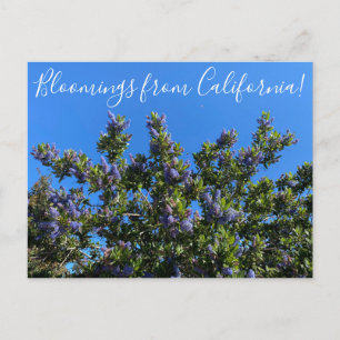Blooming från Kalifornien: Ray Hartman Ceanothus Vykort