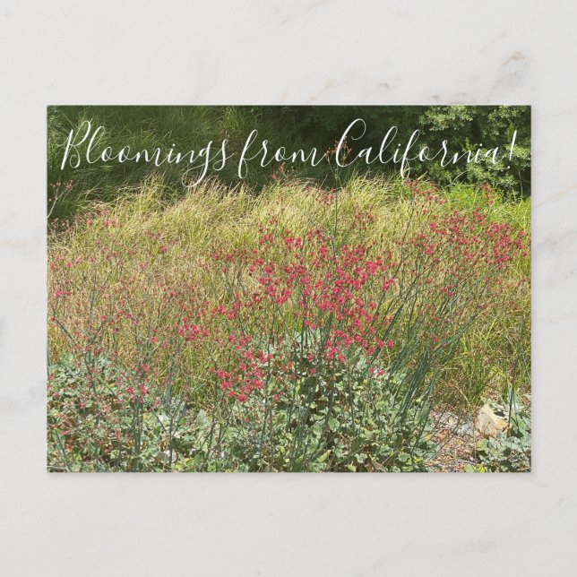 Blooming från Kalifornien: Red Buckvete Vykort (Framsida)