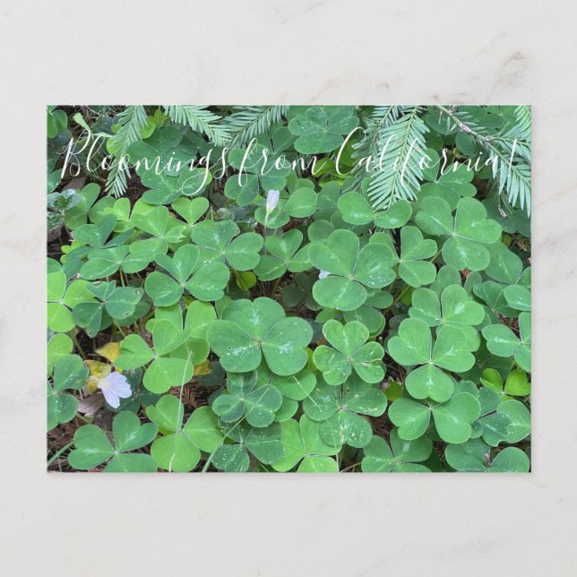 Blooming från Kalifornien: Redwood Sorrel Vykort (Framsida)