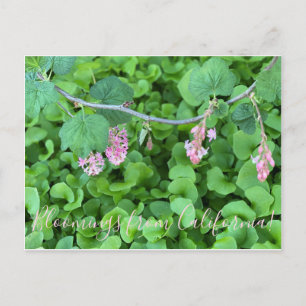 Blooming från Kalifornien: Rosa Currant Vykort
