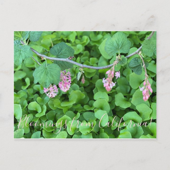 Blooming från Kalifornien: Rosa Currant Vykort (Framsida)