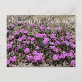 Blooming från Kalifornien: Rosa Sand Verbena Vykort