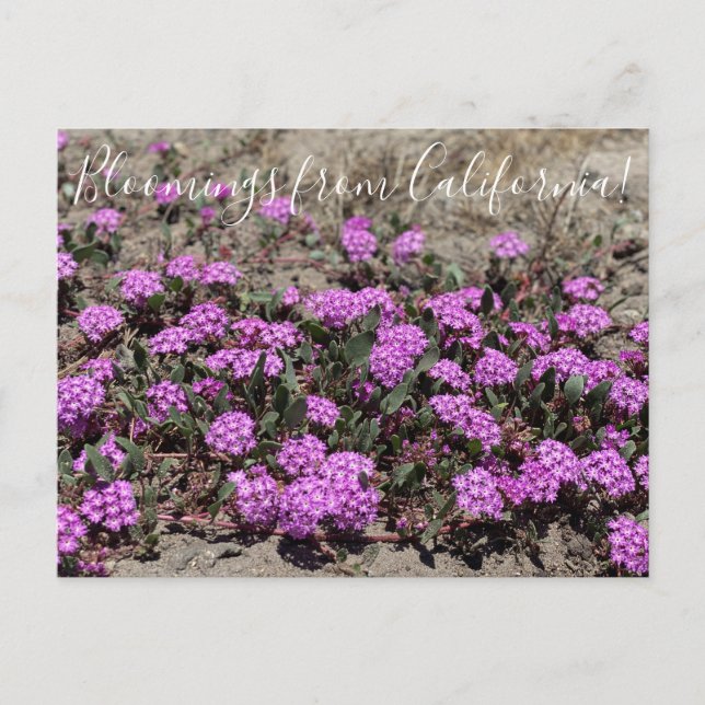 Blooming från Kalifornien: Rosa Sand Verbena Vykort (Framsida)