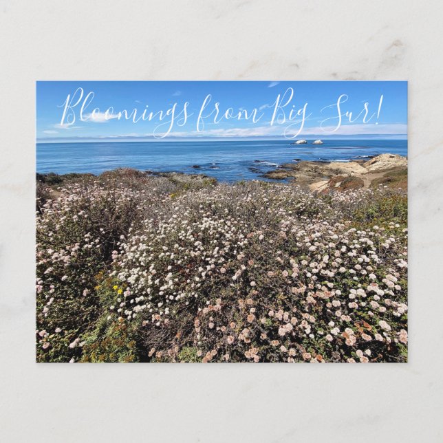 Blooming från Kalifornien: Sand Aster Postcard Vykort (Framsida)