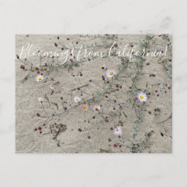 Blooming från Kalifornien: Sand Aster Vykort