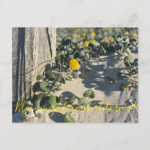Blooming från Kalifornien: Sand Verbena Postcard Vykort