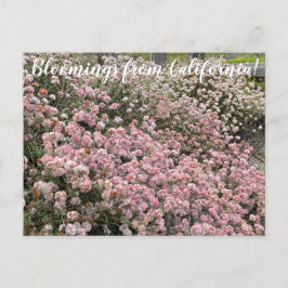 Blooming från Kalifornien: Seacliff Buckvete Vykort