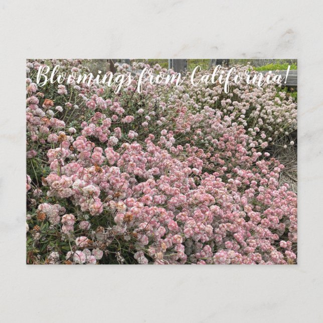 Blooming från Kalifornien: Seacliff Buckvete Vykort (Framsida)