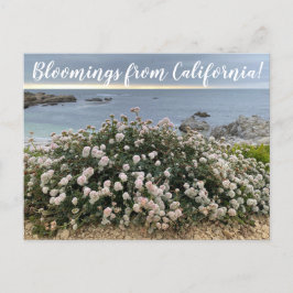 Blooming från Kalifornien: Seacliff Buckvetepost Vykort