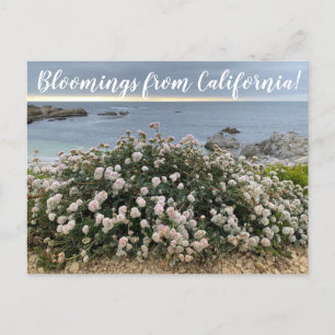 Blooming från Kalifornien: Seacliff Buckvetepost Vykort