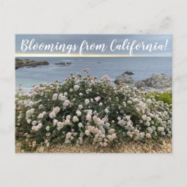 Blooming från Kalifornien: Seacliff Buckvetepost Vykort