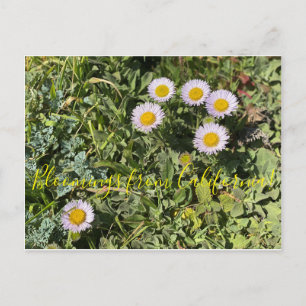Blooming från Kalifornien: Seaside Daisy Vykort