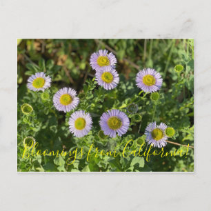 Blooming från Kalifornien: Seaside Daisys Vykort