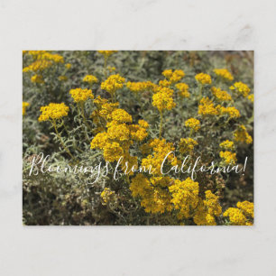 Blooming från Kalifornien: Seaside Solros Vykort