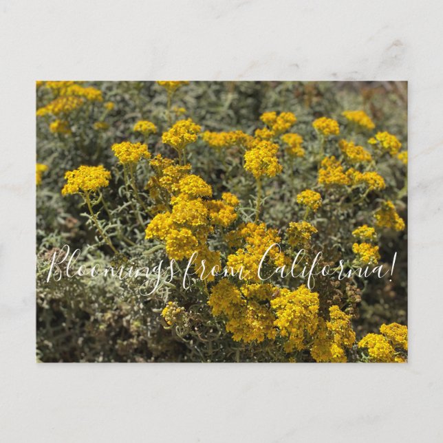 Blooming från Kalifornien: Seaside Solros Vykort (Framsida)