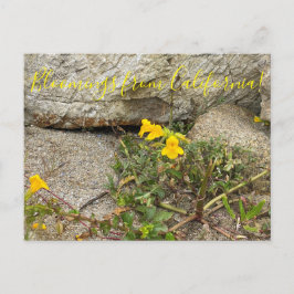 Blooming från Kalifornien: Seep Monkey Flower Vykort