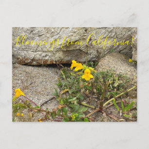 Blooming från Kalifornien: Seep Monkey Flower Vykort