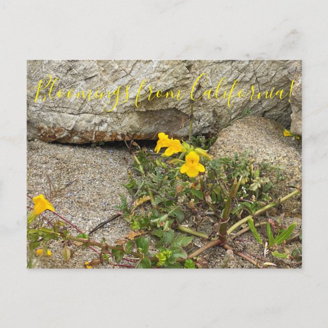 Blooming från Kalifornien: Seep Monkey Flower Vykort (Framsida)