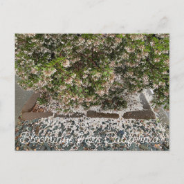 Blooming från Kalifornien: Sentinel Manzanita Vykort