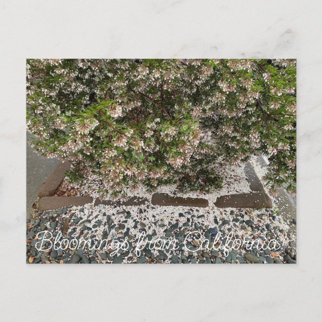Blooming från Kalifornien: Sentinel Manzanita Vykort (Framsida)