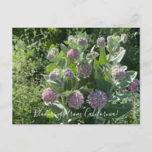 Blooming från Kalifornien: Showy Milkweed Postcard Vykort