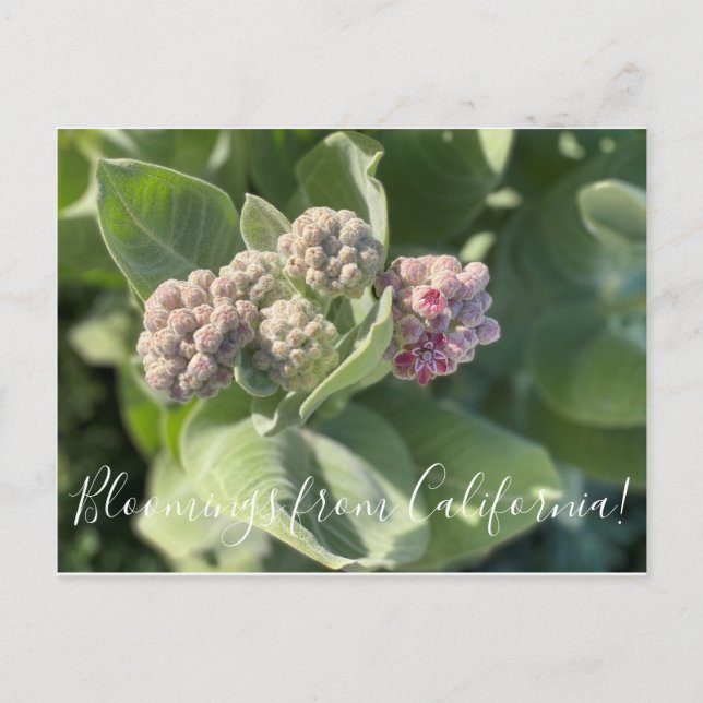 Blooming från Kalifornien: Showy Milkweed Postcard Vykort (Framsida)