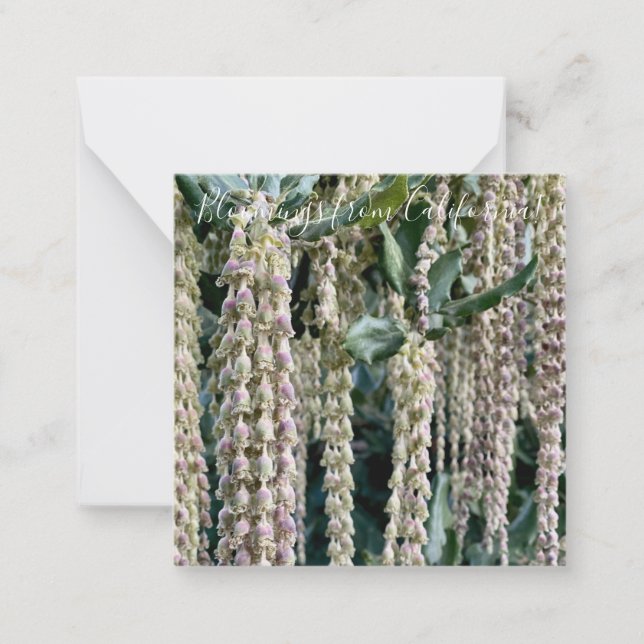 Blooming från Kalifornien: Silke Tassel Anteckningskort (Framsida)