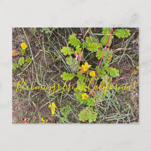 Blooming från Kalifornien: Silverweed Vykort