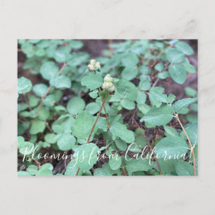 Blooming från Kalifornien: Snowberry Vykort