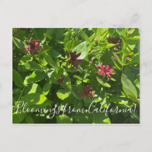 Blooming från Kalifornien: Spice Bush Postcard Vykort