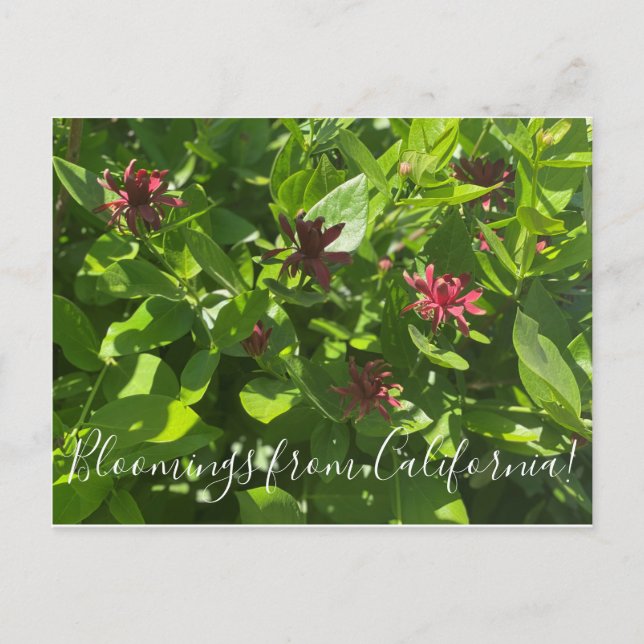 Blooming från Kalifornien: Spice Bush Postcard Vykort (Framsida)