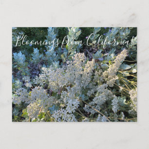 Blooming från Kalifornien: St. Catherine's Snöre Vykort