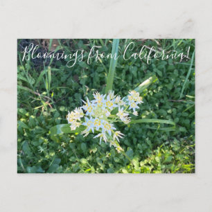 Blooming från Kalifornien: Star Lily Vykort