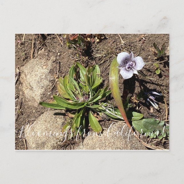 Blooming från Kalifornien: Tolmies Star Tulip Vykort (Framsida)