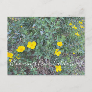 Blooming från Kalifornien: Träd poppy Postcard Vykort