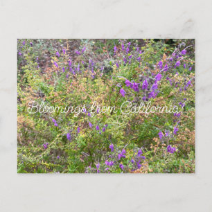 Blooming från Kalifornien: Trichostema lanatum Vykort