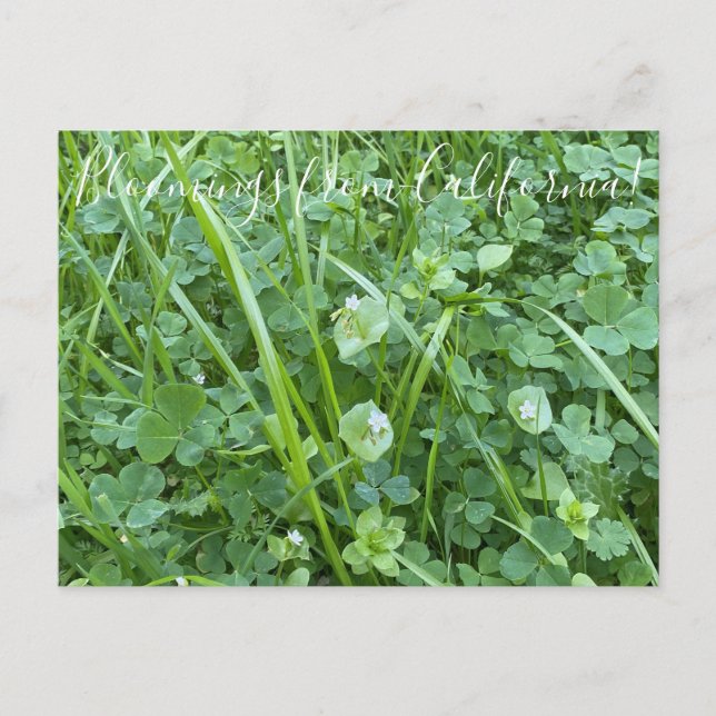 Blooming från Kalifornien: Vår Beauty Vykort (Framsida)