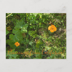 Blooming från Kalifornien: Vind Poppies Vykort