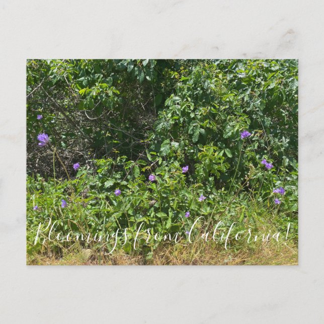 Blooming från Kalifornien! Vykort (Framsida)