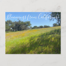 Blooming från Kalifornien! Vykort